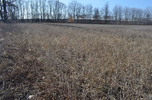 Property photo 39 - East Allen County - 55 Acre Land Auction